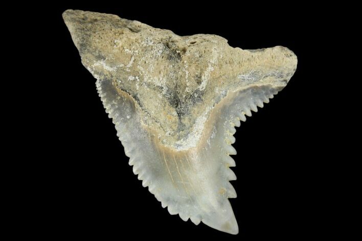 Snaggletooth Shark (Hemipristis) Tooth - Aurora, NC #180117